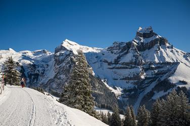 Image for: Hund/Bike